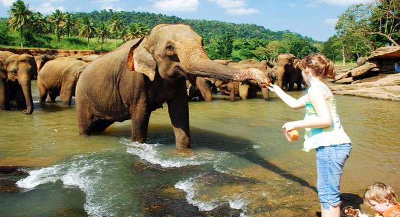 Pinnawala elephant orphanage Sri Lanka